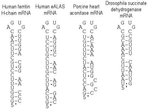Iron-responsive element structure